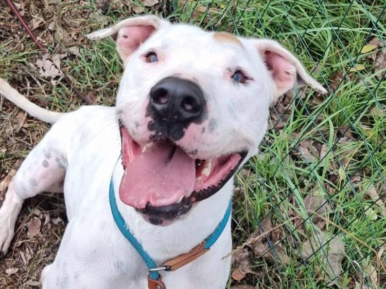 Vuoi adottare un cane a Pavia?