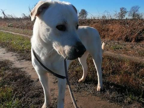 Adotta un cane, maschio, 3 anni  e 10 mesi , Milano