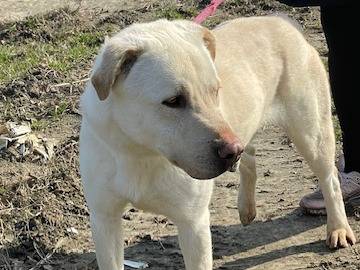 Adotta il cane Ercole a Pavia