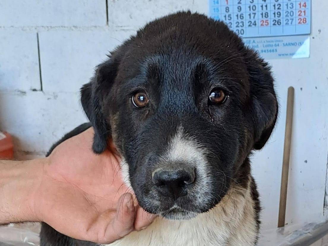 Adozione cane, maschio, meticcio, 1 anno e 9 mesi, taglia grande, Crotone