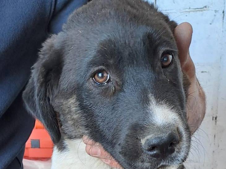 Adotta un cane, taglia grande, maschio, Crotone