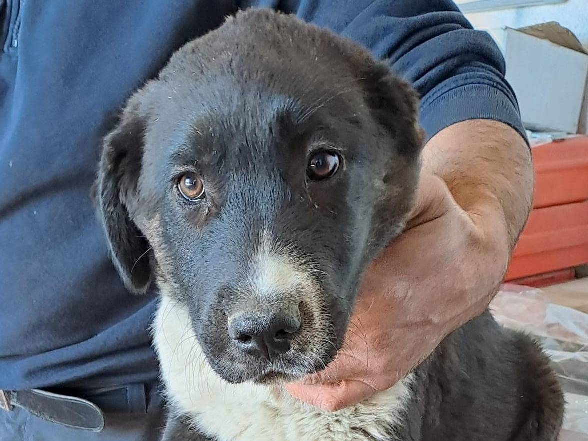 Vuoi adottare un cane a Crotone?