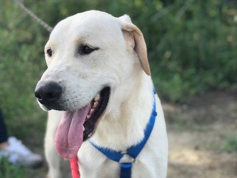 Adotta un cane, maschio, 3 anni  e 3 mesi , Milano