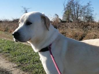 Adotta il cane Marley a Milano