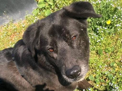 Vuoi adottare un cane a Milano?