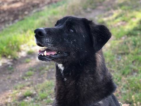 Adotta il cane Aaron a Milano
