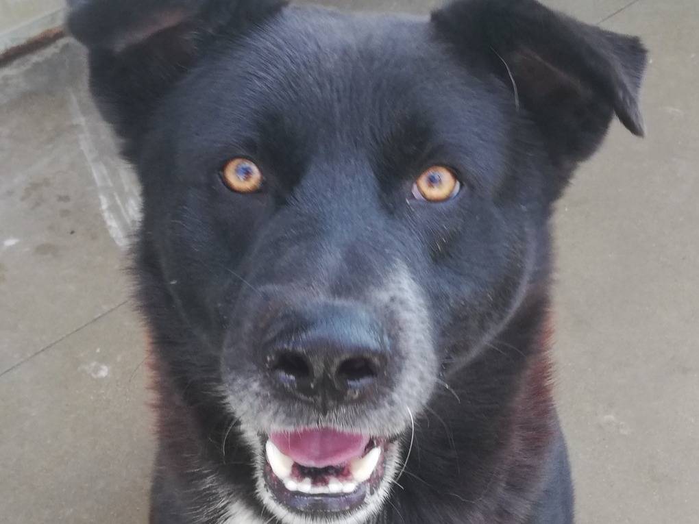 Adotta un cane, maschio, 7 anni  e 1 mese, Viterbo