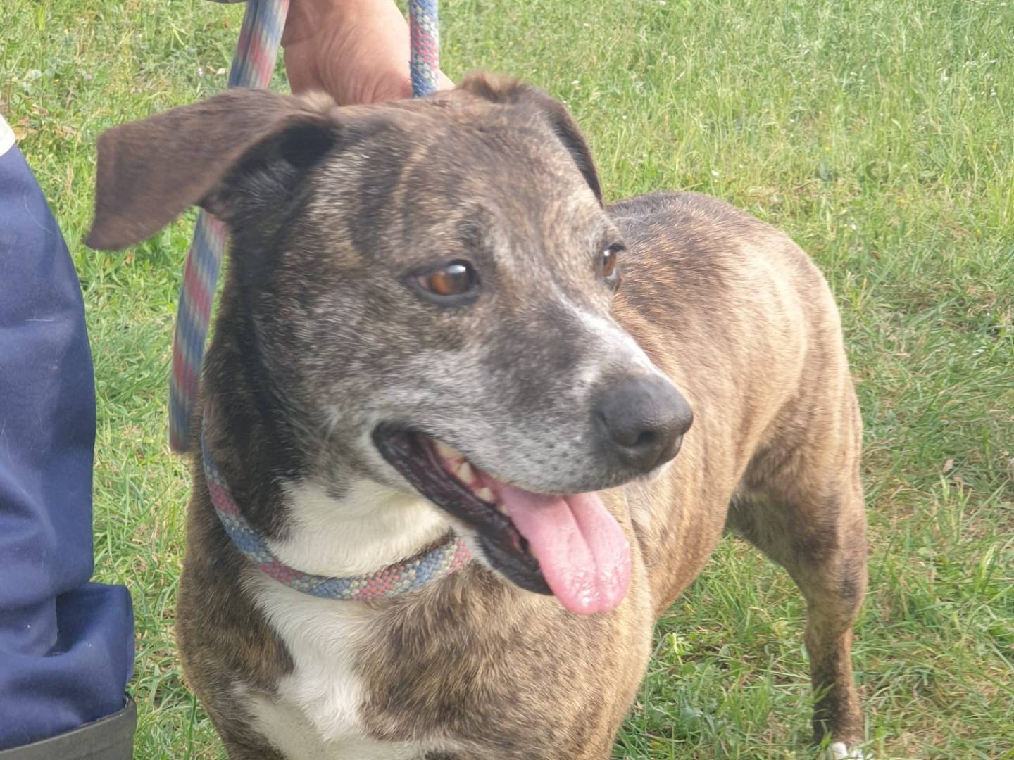 Adotta un cane, femmina, 11 anni  e 9 mesi , Viterbo