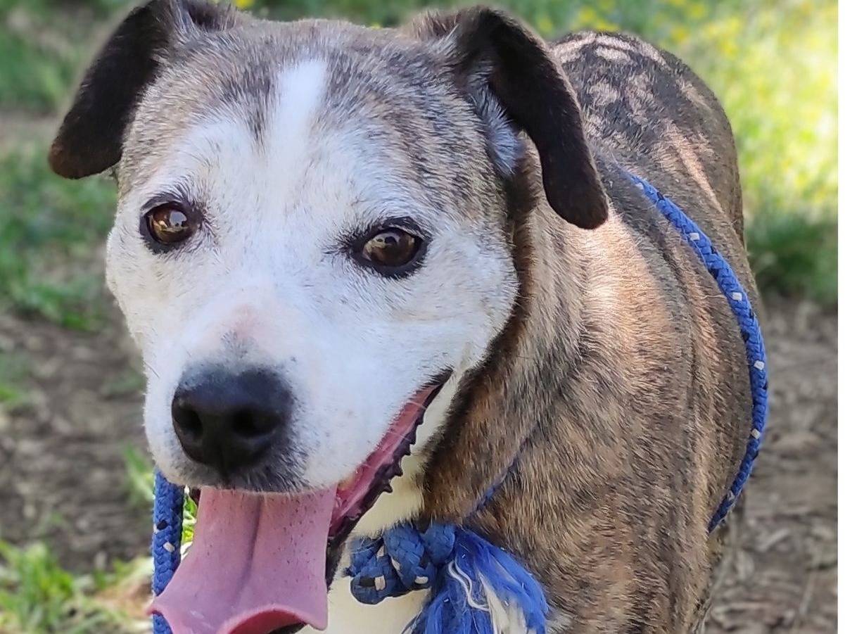 Adotta un cane, taglia media contenuta, femmina, Viterbo