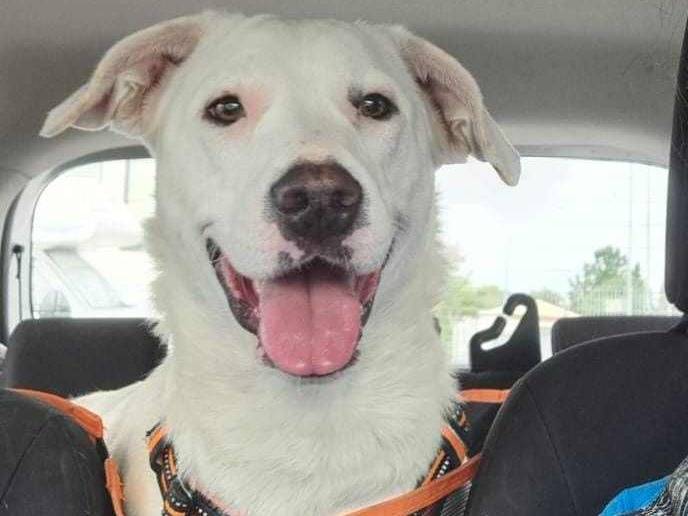 Adotta un cane, taglia media, femmina, Firenze