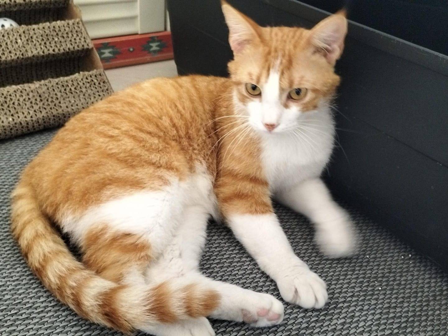 Vuoi adottare un gatto a Matera?