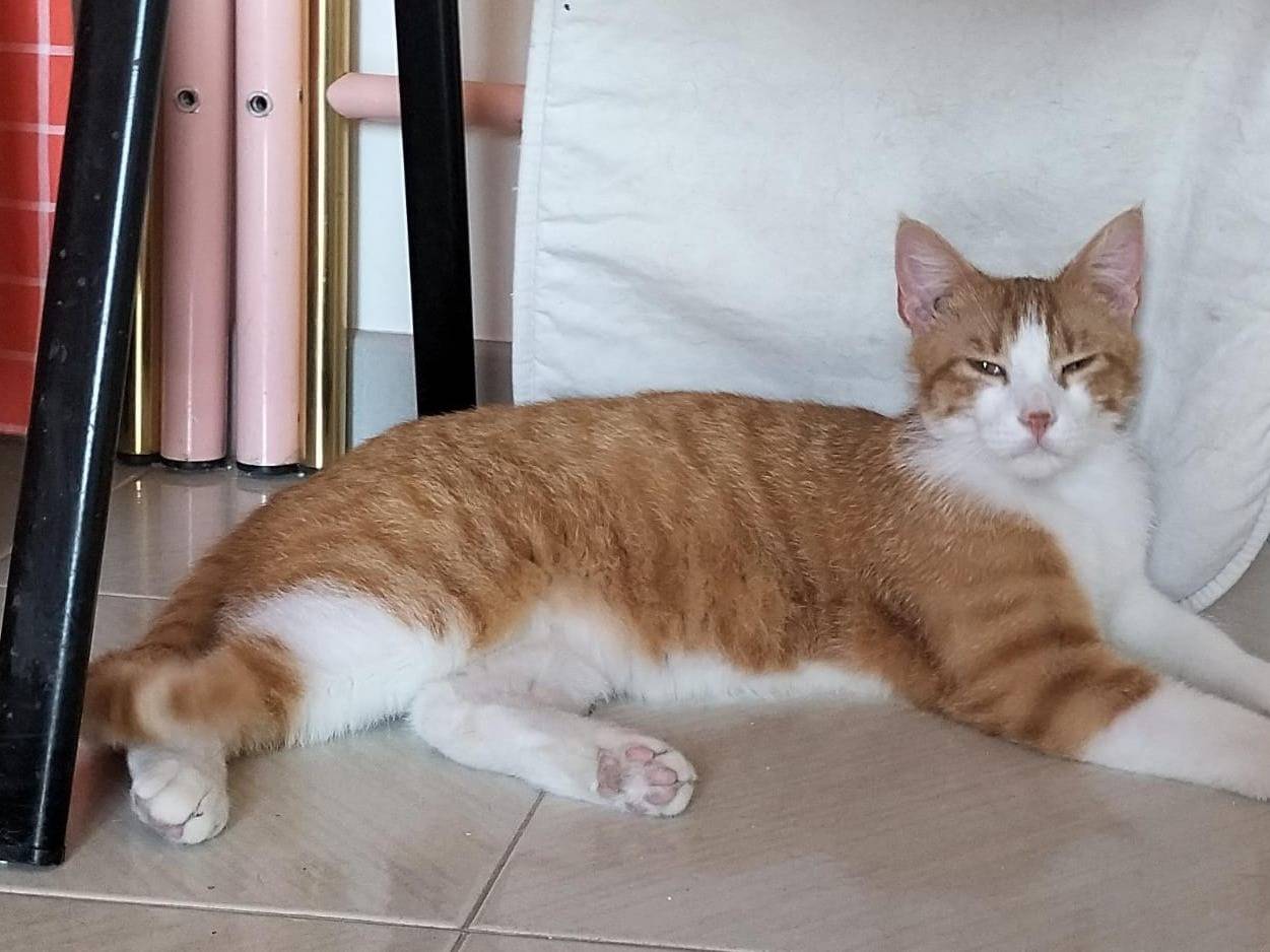 Adotta un gatto, maschio, 1 anno e 7 mesi , Matera