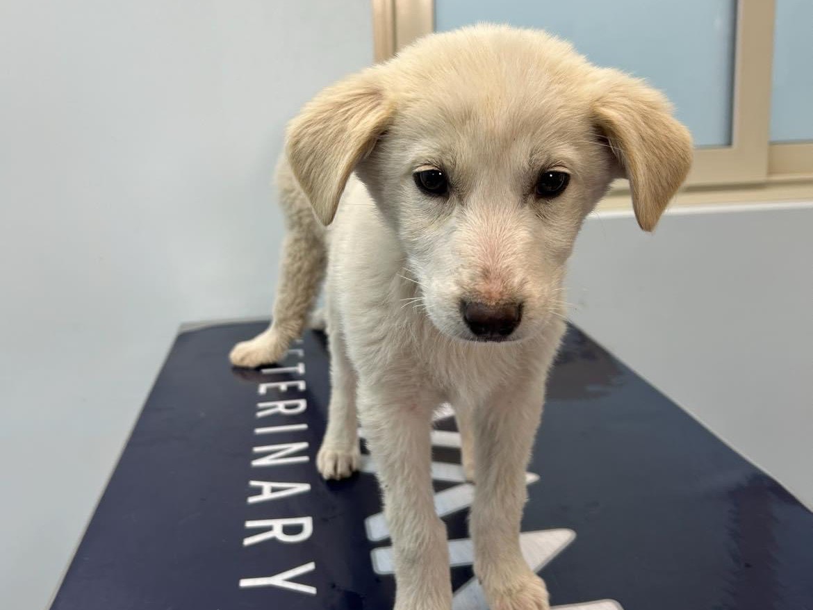 Adozione cane, femmina, meticcio, 2 anni, taglia media, Catanzaro