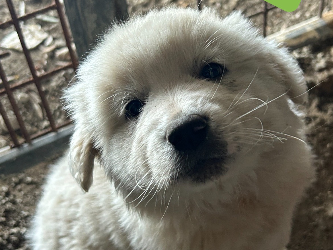 Adozione cane, maschio, Pastore maremmano, 1 anno e 10 mesi, taglia grande, Catanzaro
