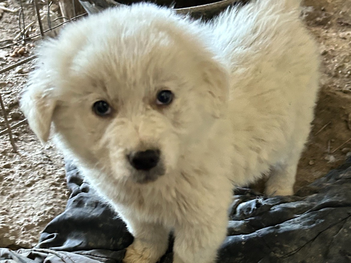 Adotta un cane, maschio, 1 anno e 10 mesi, Catanzaro