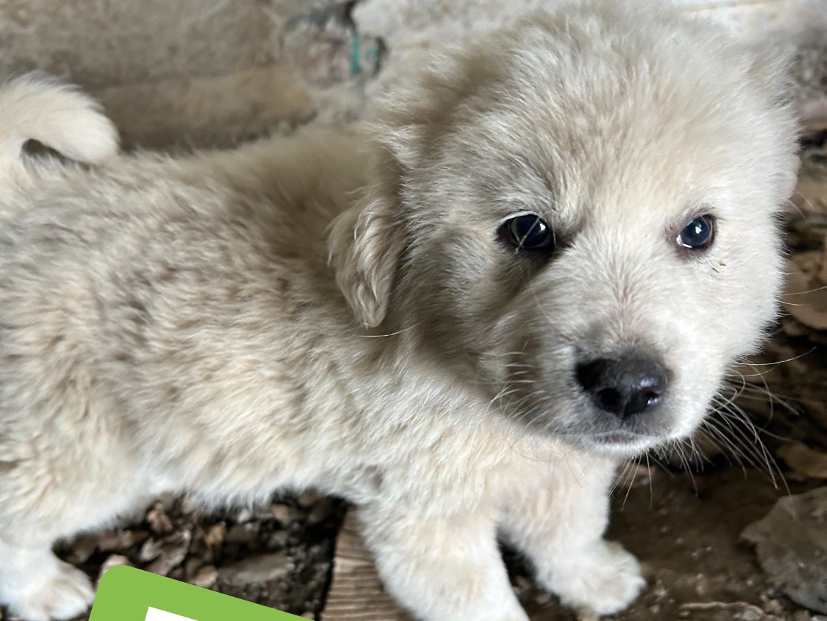 Adotta un cane, taglia grande, maschio, Catanzaro