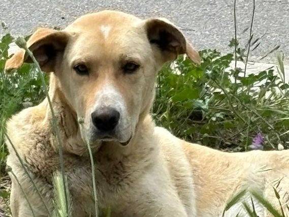 Foto dell'animale