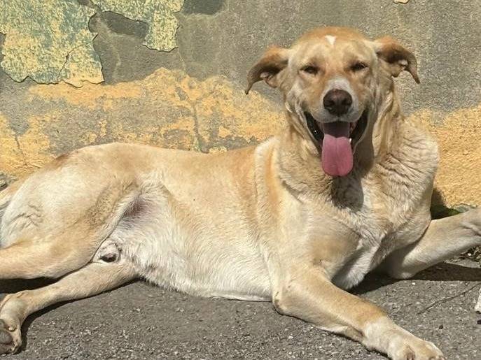 Adotta un cane, maschio, 6 anni  e 2 mesi , Crotone