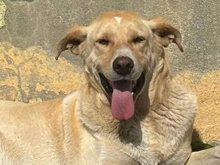 Vuoi adottare un cane a Crotone?