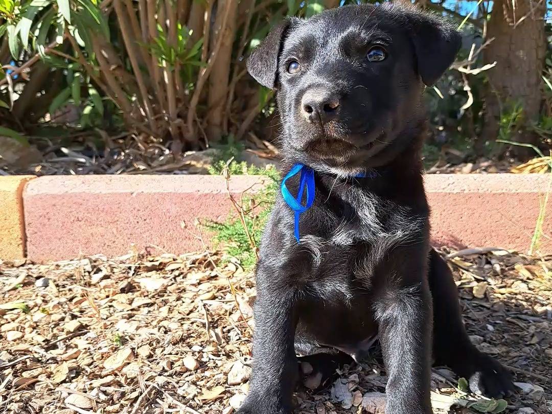 Adozione cane, maschio, meticcio, 1 anno e 6 mesi, taglia media, Trapani