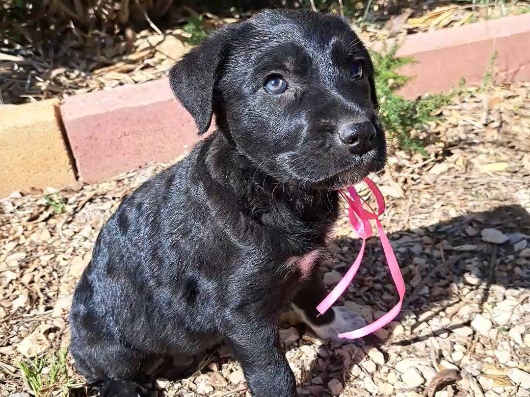 Adotta un cane, maschio, 1 anno e 6 mesi, Trapani