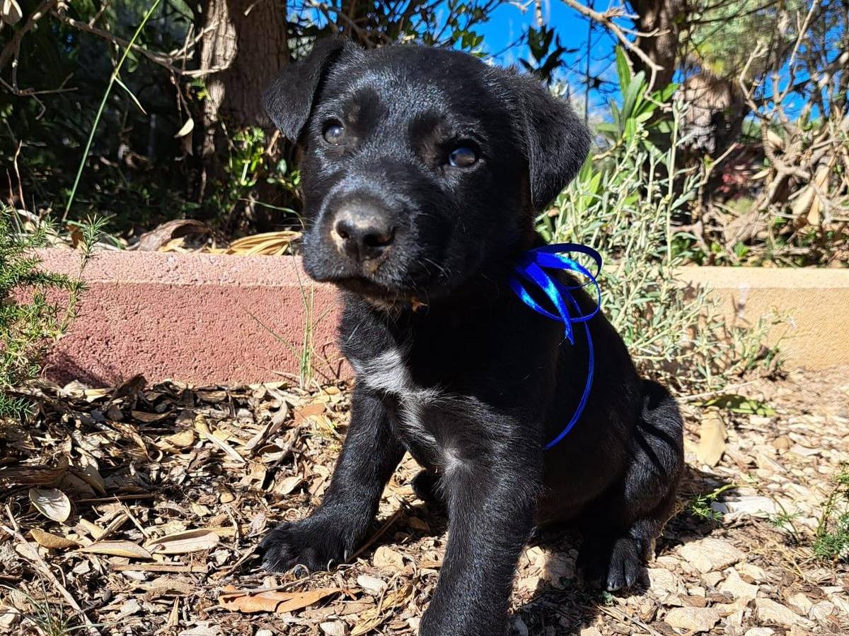 Adotta un cane, femmina, 1 anno e 6 mesi, Trapani