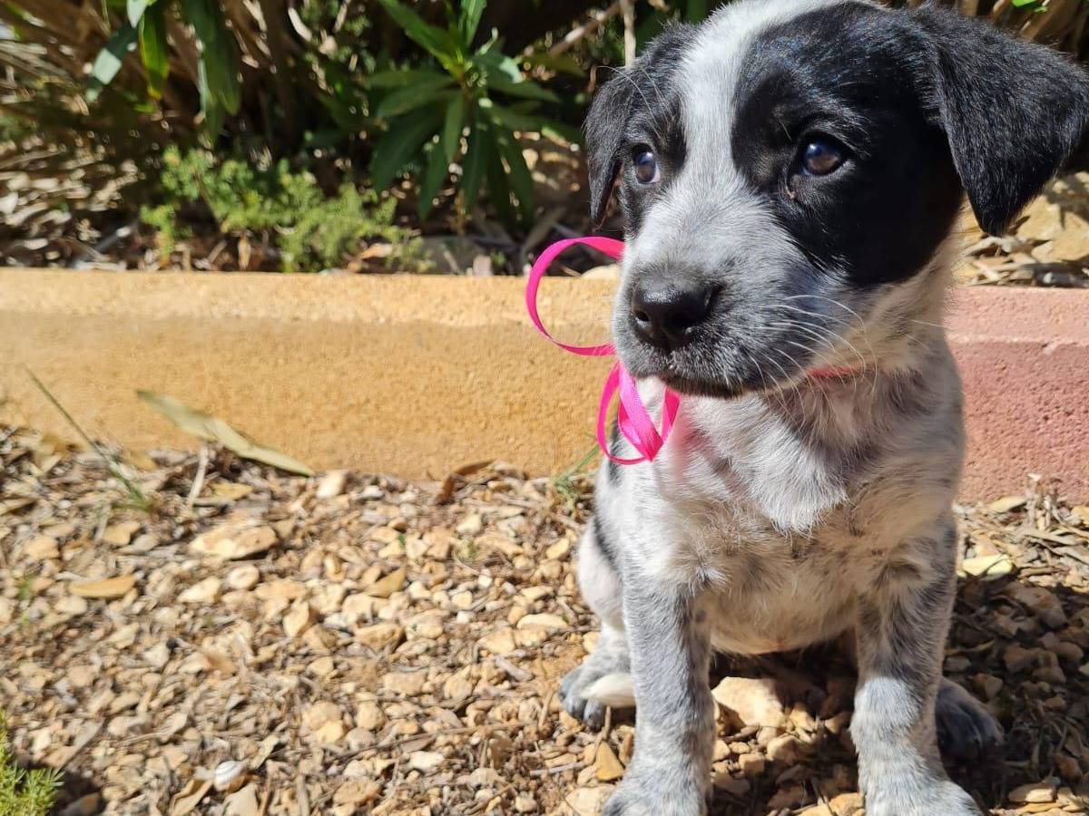Adotta un cane, taglia media, femmina, Trapani