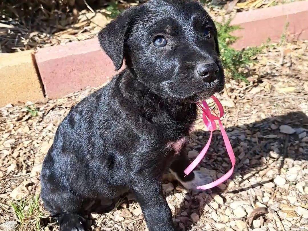 Vuoi adottare un cane a Trapani?