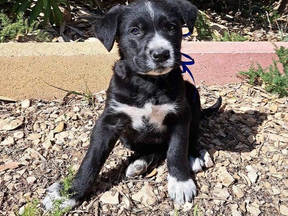 Adotta il cane M e f a Trapani