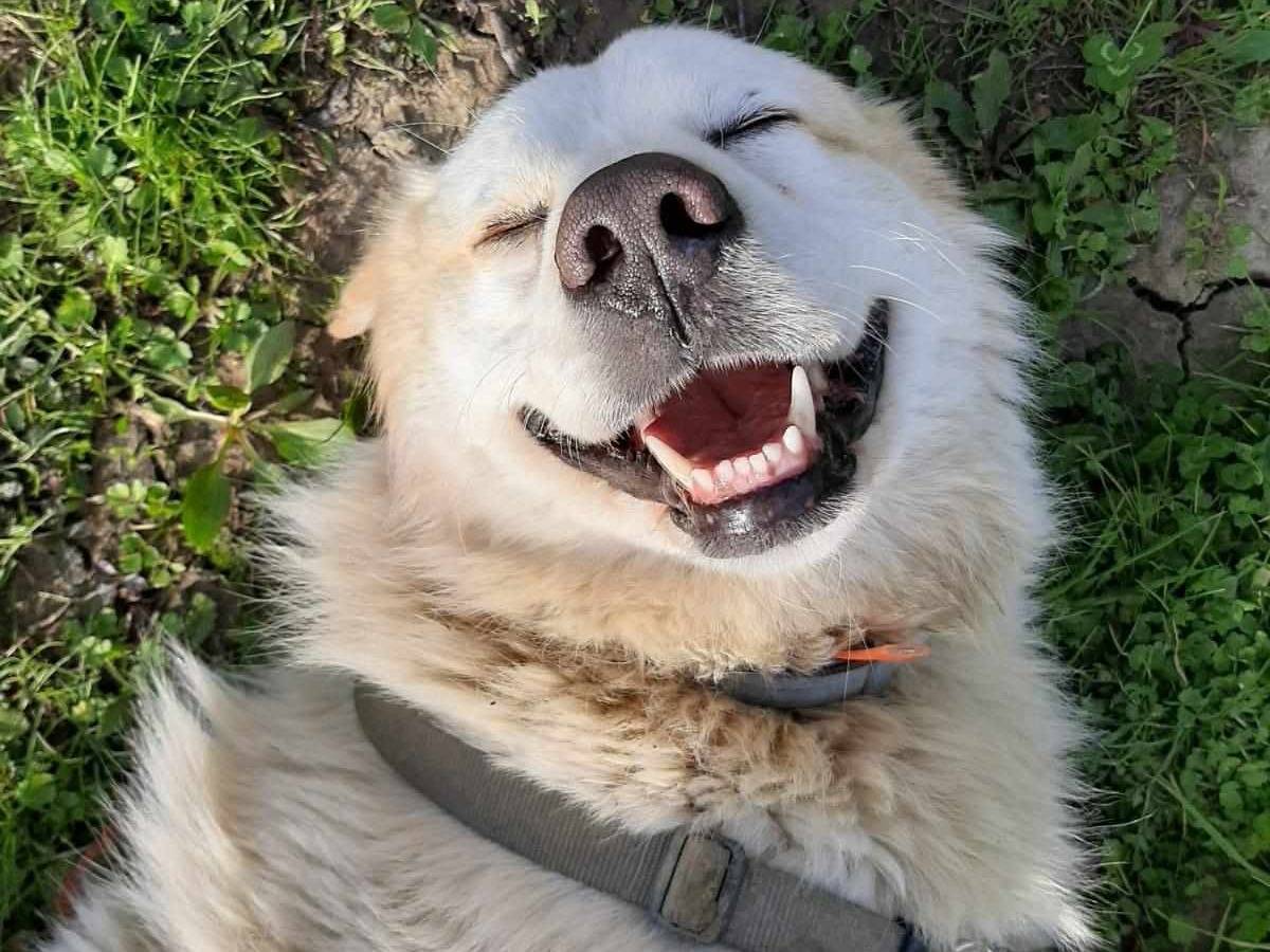 Adotta un cane, taglia grande, maschio, Firenze