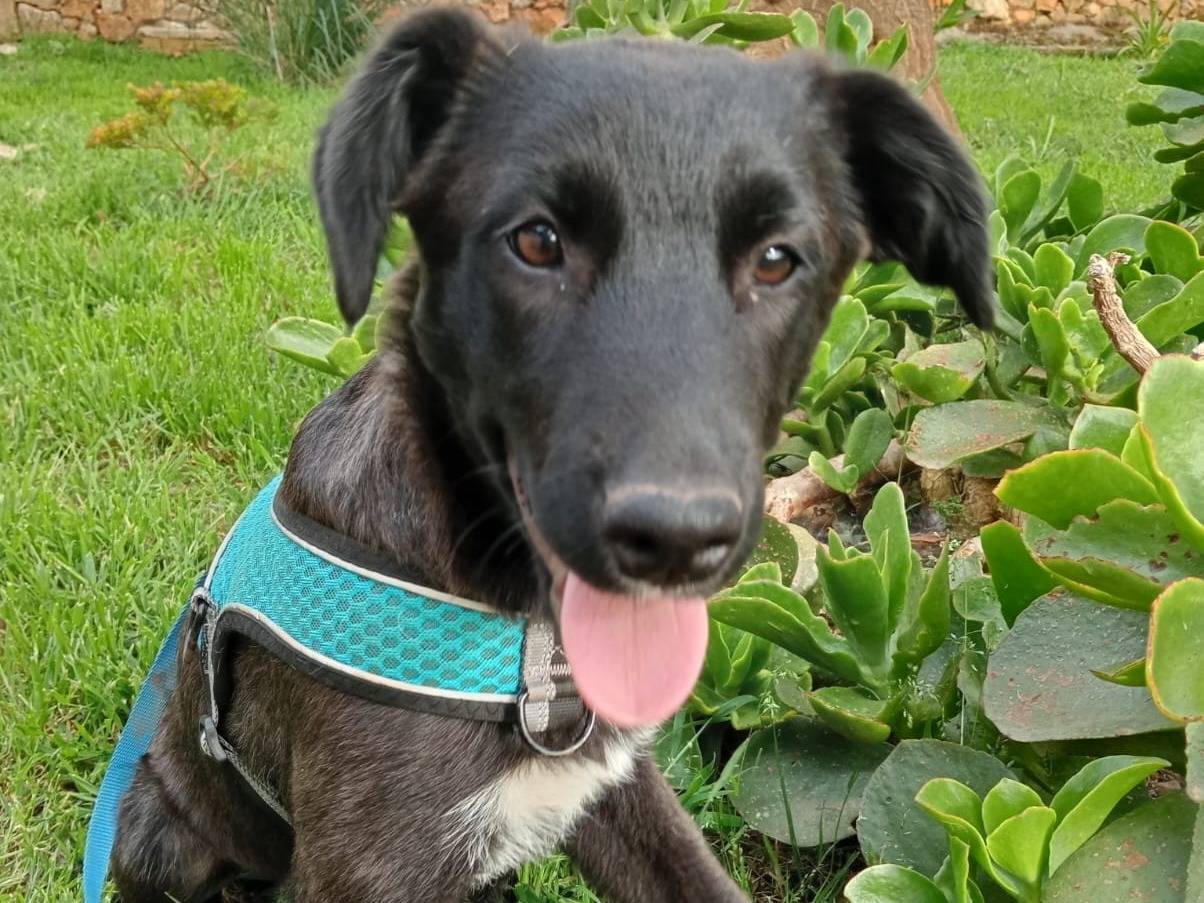 Adozione cane, femmina, meticcio, 2 anni e 3 mesi, taglia media, Cosenza