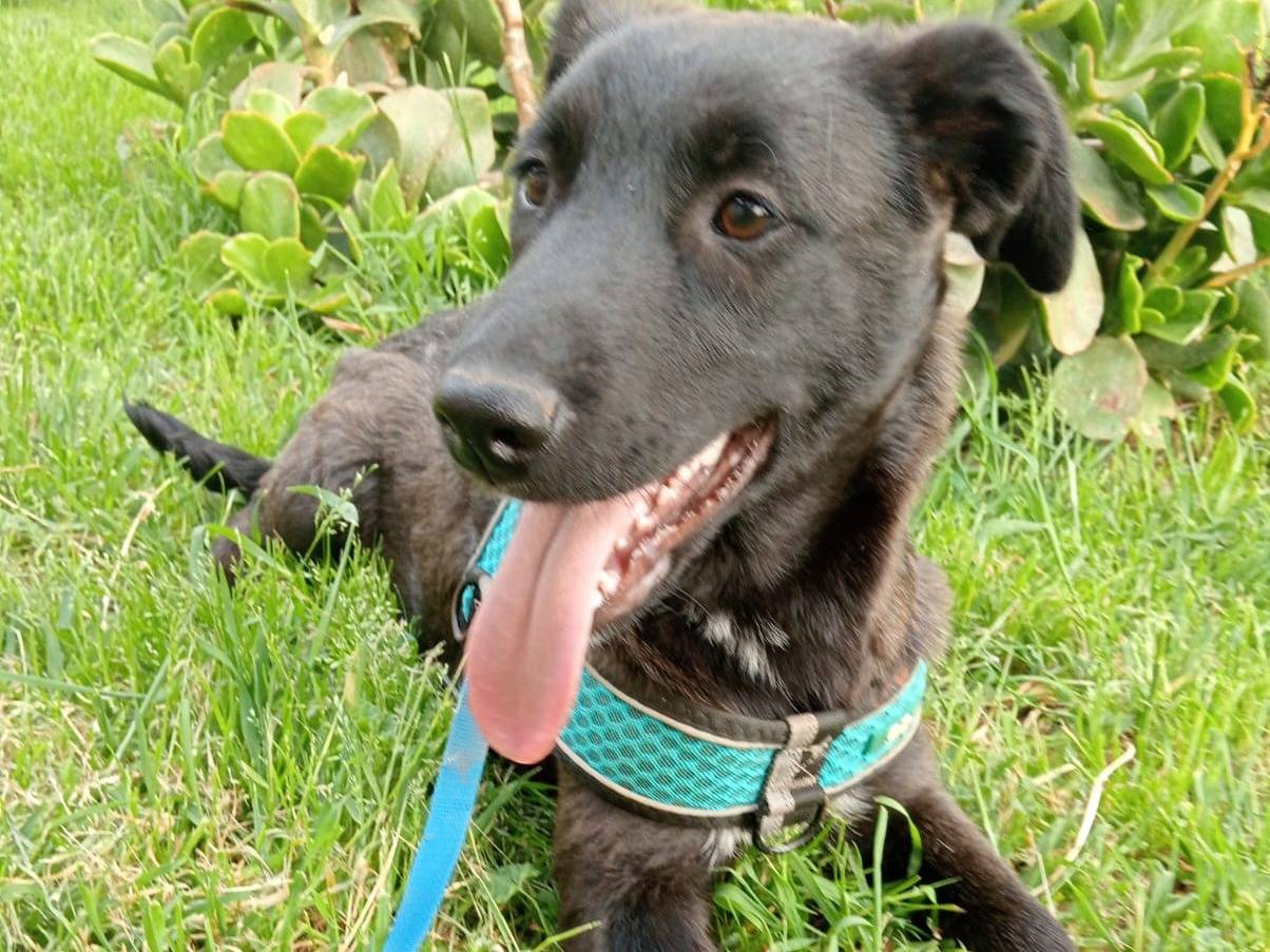 Adotta un cane, femmina, 2 anni e 3 mesi, Cosenza