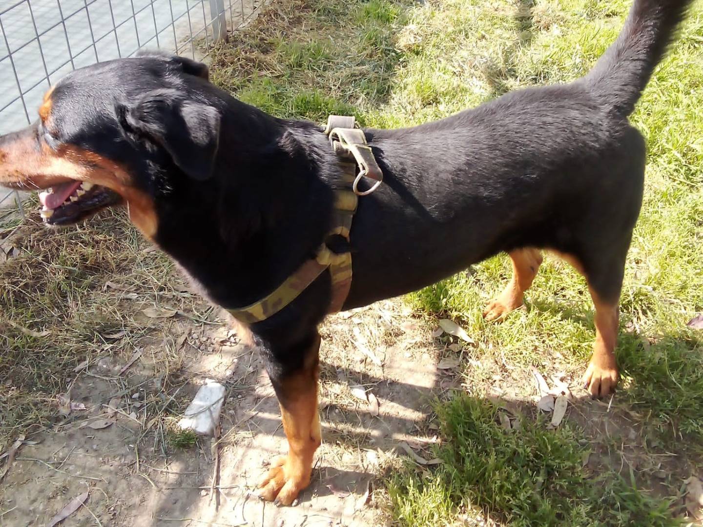 Adotta il cane Tyson a Caserta