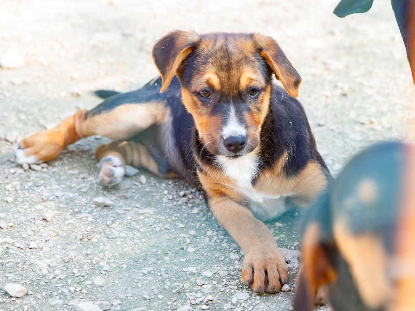 Adozione cane, maschio, meticcio, 3 mesi, taglia media, Frosinone