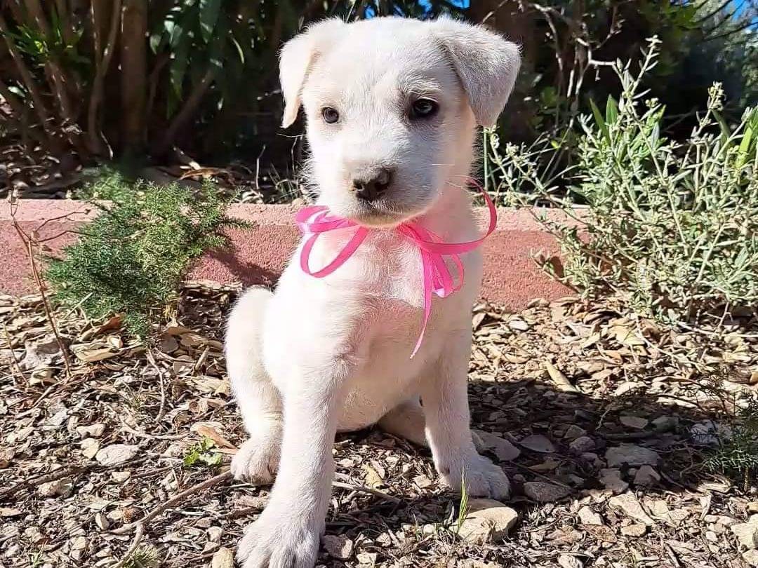 Adozione cane, femmina, meticcio, 1 anno e 6 mesi, taglia media, Trapani