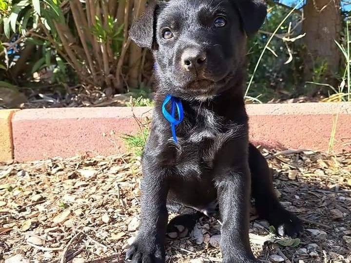 Adotta un cane, femmina, 1 anno e 6 mesi, Trapani