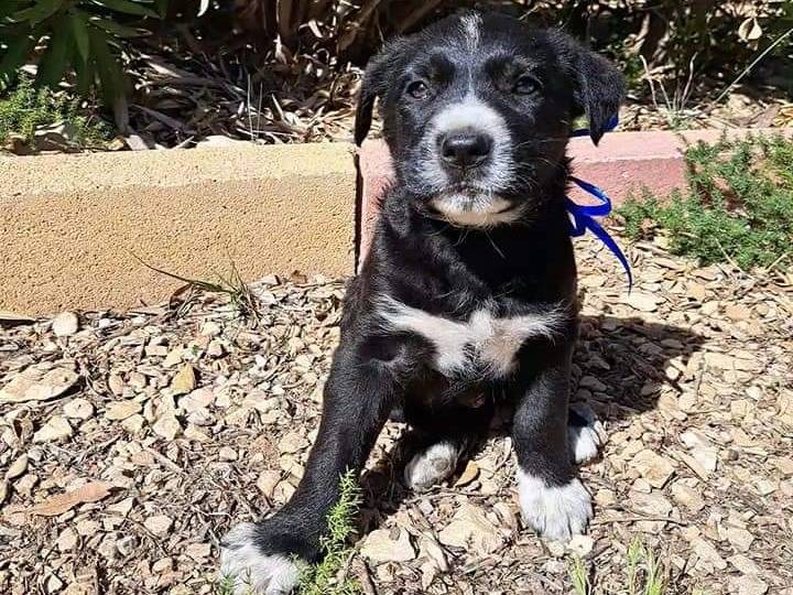 Vuoi adottare un cane a Trapani?