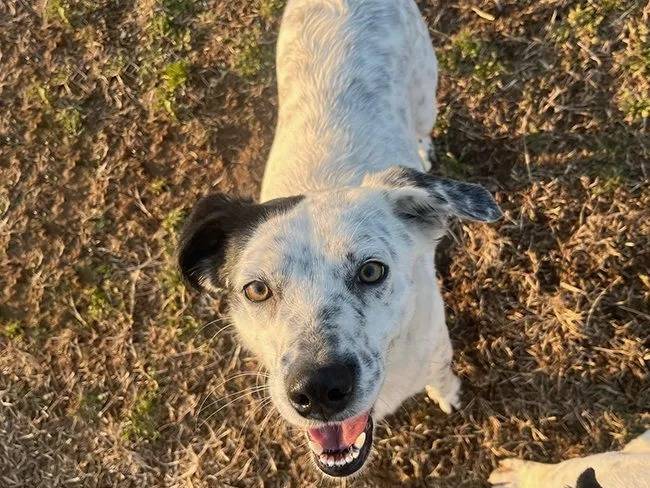 Adozione cane, femmina, Setter Inglese, 4 anni e 5 mesi, taglia media, Milano
