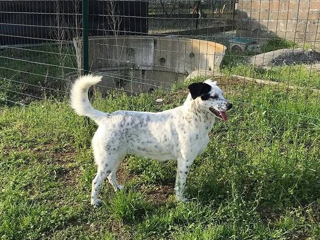 Adotta un cane, femmina, 4 anni e 5 mesi, Milano
