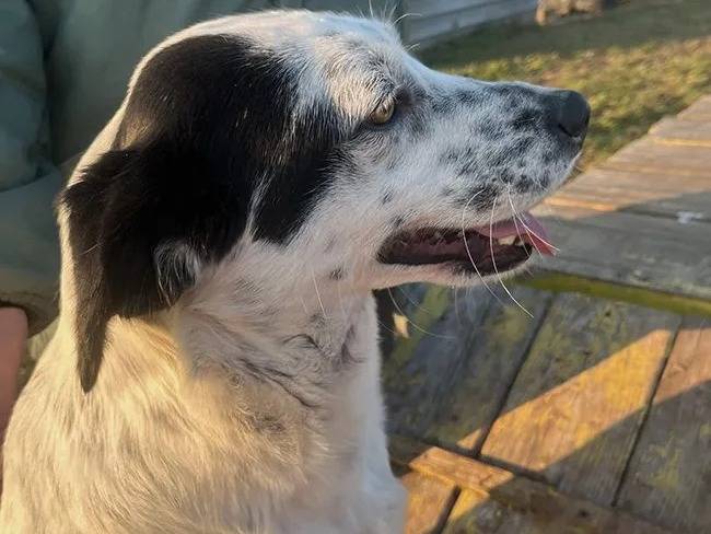 Adotta un cane, taglia media, femmina, Milano