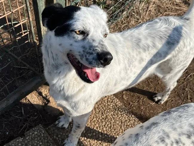 Vuoi adottare un cane a Milano?