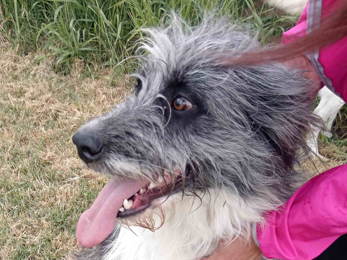 Adotta un cane, maschio, 3 anni e 4 mesi, Latina