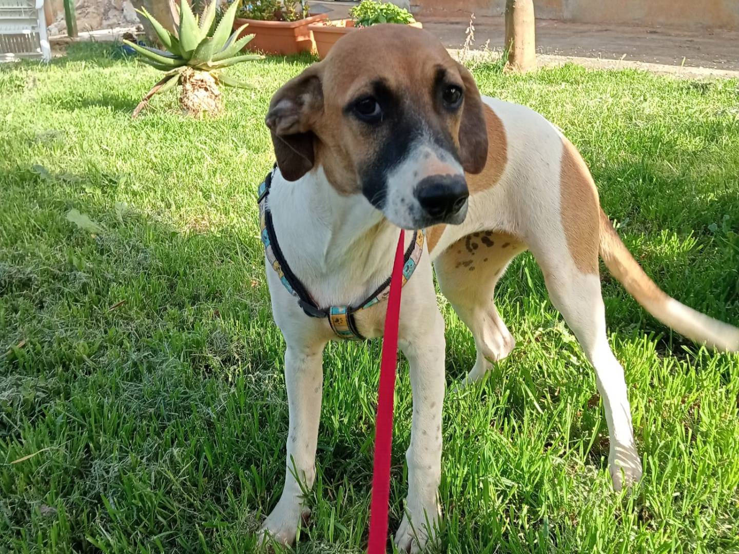 Adotta un cane, femmina, 2 anni e 3 mesi, Cosenza