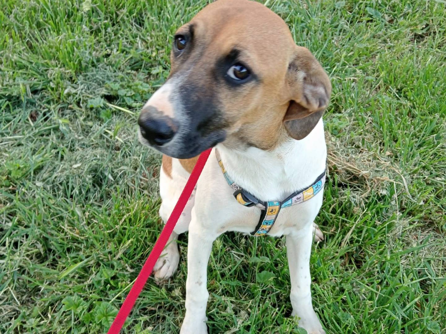 Adotta un cane, taglia media, femmina, Cosenza