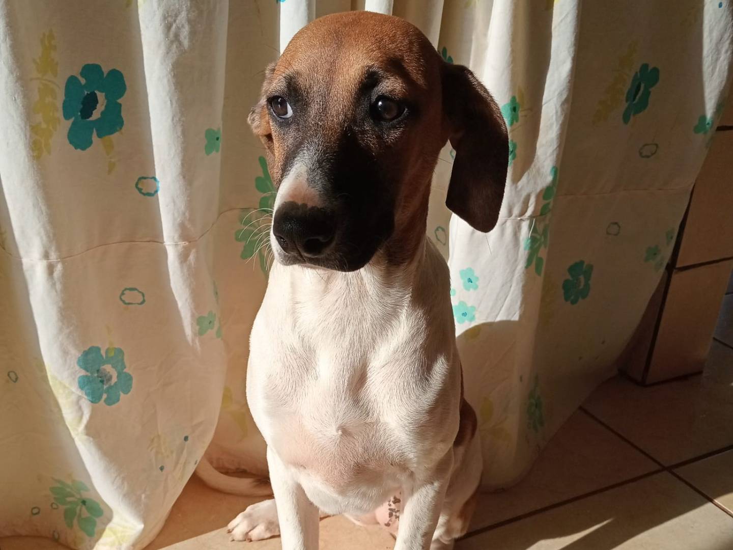 Vuoi adottare un cane a Cosenza?