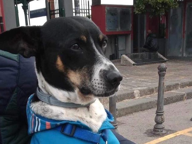 Adozione cane, maschio, meticcio, 8 anni  e 8 mesi , taglia media contenuta, Benevento