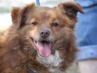 Adotta il cane Aaron a Milano