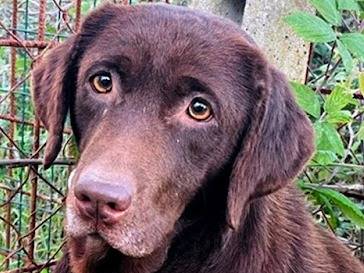 Adotta un cane, femmina, 3 anni  e 10 mesi , Roma