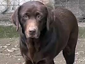 Adotta un cane, taglia media, femmina, Roma