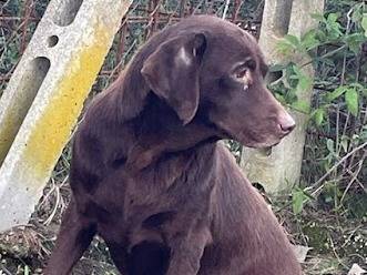 Vuoi adottare un cane a Roma?